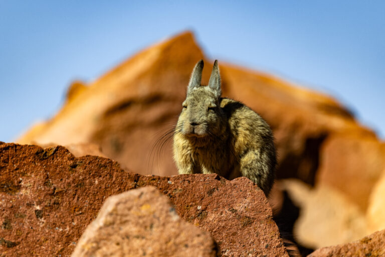 CHILE (2317 of 2701)