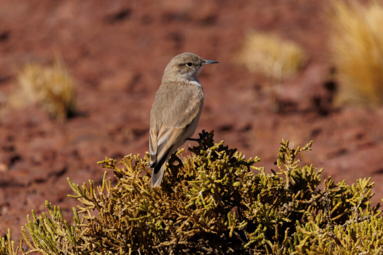 CHILE (2322 of 2701)